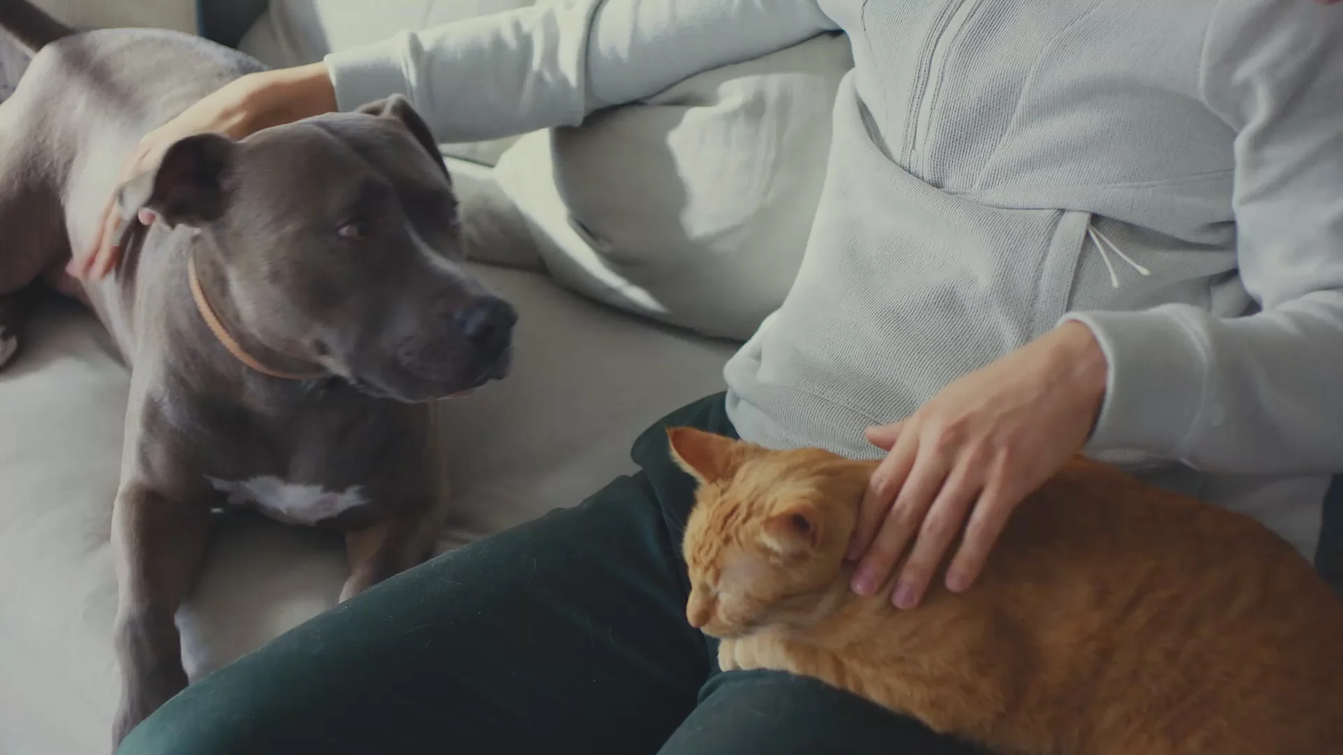 Smart Insights for Healthier Pets